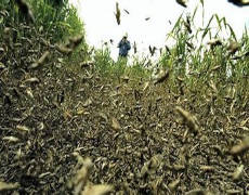 locust eating the crops